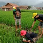 Ilustrasi petani berburu hama tikus di area pesawahan