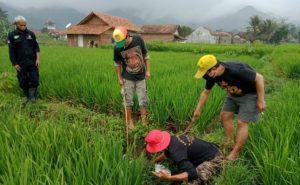 Ratusan Hektare Sawah di Karawang Terancam Gagal Panen Akibat Serangan Hama Tikus