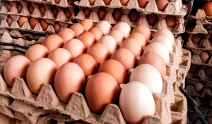 Informasi Harga Telur Ayam di Purwakarta: Cek Update Terbaru