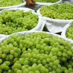 Anggur Shin Muscat