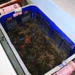 Lobster