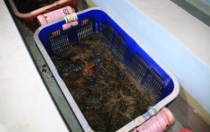 Hasil 8 Bulan Budidaya dalam Ruangan, DKP Jabar Lepas 300 Ekor Lobster ke Laut