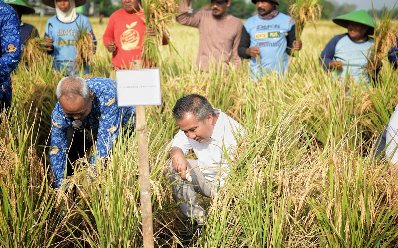 Jawa Barat Targetkan Produksi 11 Juta Ton Gabah Kering Giling di 2024