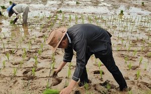 Dedi Mulyadi Langsung Turun ke Sawah Usai Menang Pilgub Jabar Versi Hitung Cepat