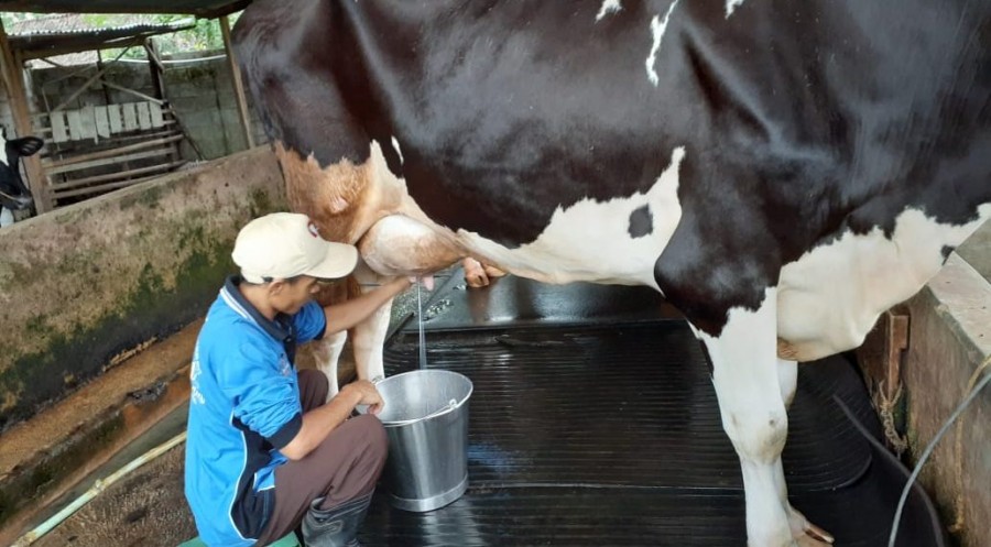 Peternak Buang Susu Segar, Kok Bisa?
