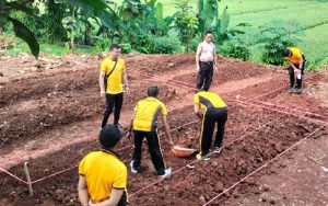 Perkuat Ketahan Pangan di Purwakarta, Polsek Plered Buka Lahan Kosong untuk Bercocok Tanam