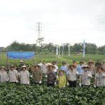 Sukses Panen Raya Edamame: bank bjb dan PT Kelola Agro Makmur Dukung Petani Indonesia