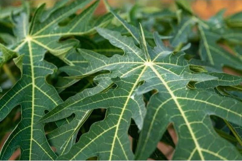Produksi ASI Tersendat?Coba Solusi Alami Ini Sebelum Terlambat!"lambat!