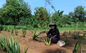 Program Bumi Hijau, Kepedulian Sutarwan untuk Kelestarian Lingkungan