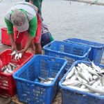 Ikan