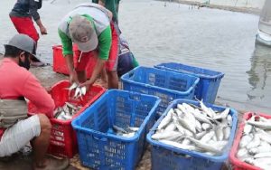 Karawang Genjot Produksi Olahan Ikan, dari Pindang hingga Makanan Ringan