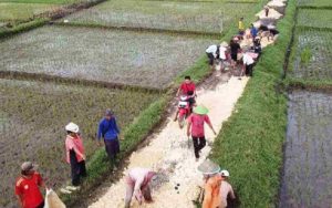 Aksi Heroik Warga Lakbok Ciamis Perbaiki Jalan Pertanian Rusak dengan Swadaya