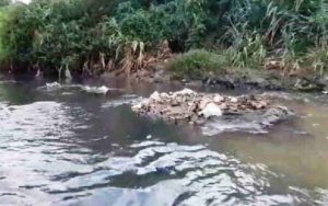 Sungai Cimanuk Garut Berubah Jadi Tempat Sampah? Aktivis Temukan Cairan Hitam Bau Menyengat Diduga Limbah Industri