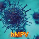 Virus Human Metapneumovirus atau HMPV