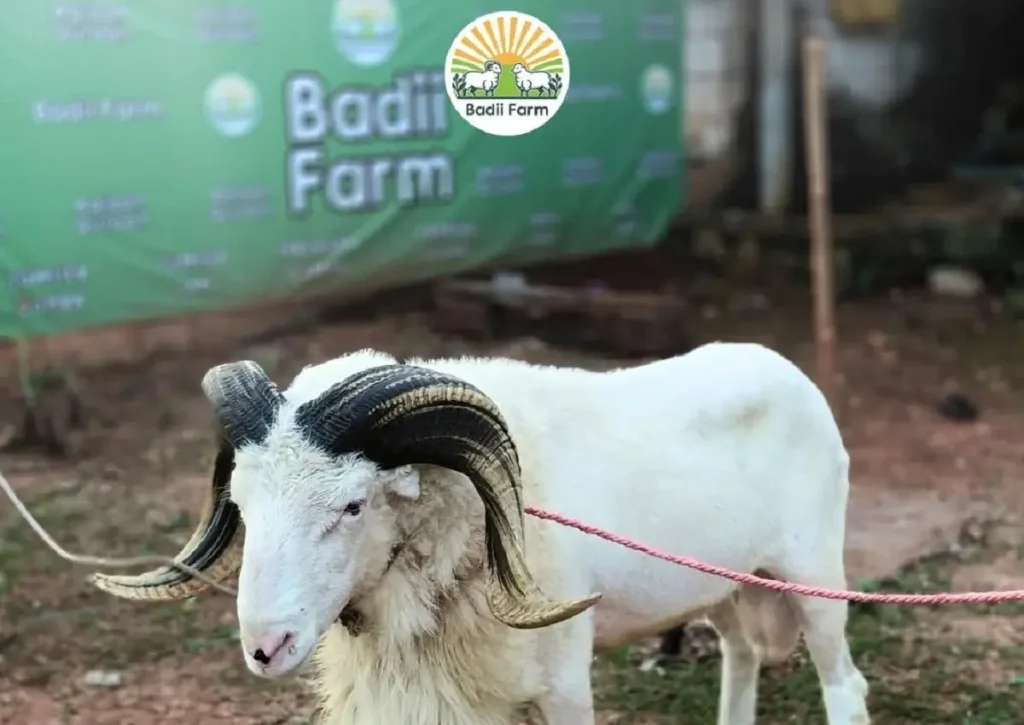 Berkibar 2014, Kini Badii Farm Jadi Tempat Layanan Qurban dan Aqiqah Favorit Warga Purwakarta!