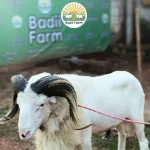 Badii Farm, layanan qurban dan aqiqah favorit warga Purwakarta (Foto: Instagram/@badiifarm)