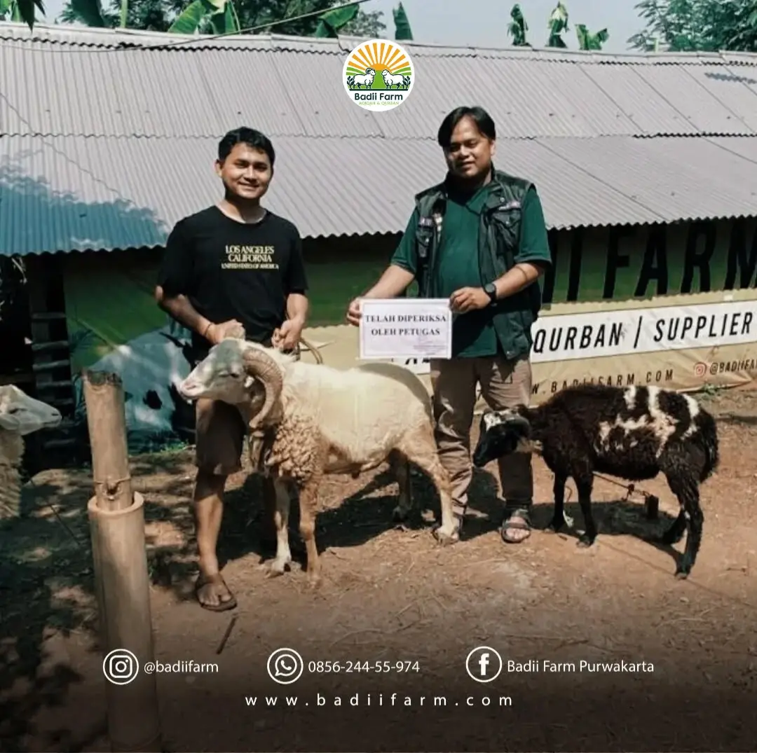 Hewan qurban di Badii Farm rutin dilakukan pemeriksaan kesehatan oleh Dinas Perikanan dan Peternakan Kabupaten Purwakarta (Foto: Instagram/@badiifarm)