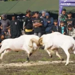 Kontes seni ketangkasan domba garut yang digelar Korem 062/TN (Foto: Ist)