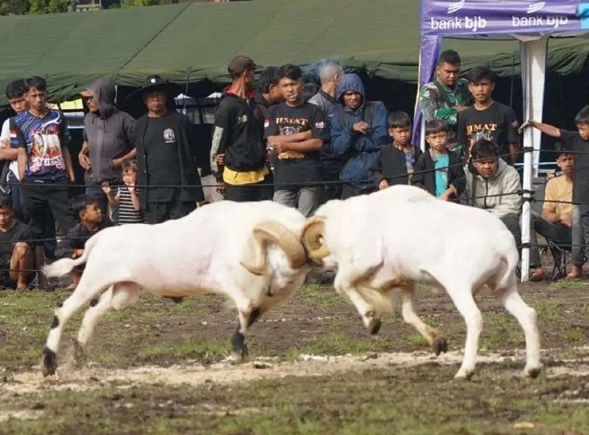 Kontes seni ketangkasan domba garut yang digelar Korem 062/TN (Foto: Ist)