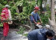 Antisipasi Pohon Tumbang, DPKP Kota Bandung Intensifkan Pemangkasan dan Pengecekan