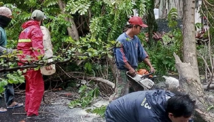 Waspada Cuaca Ekstrem! BPBD Ciamis Siagz Hadapi Ancaman Pohon Tumbang Saat Mudik Lebaran