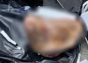 Teror Kepala Babi ke Tempo, Kebebasan Pers Kembali Terancam!