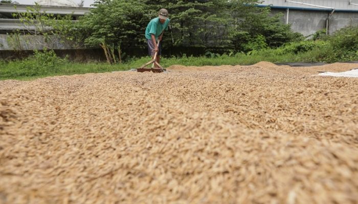 Bulog Cianjur Lampaui Target Serapan Gabah 2025, Capai 22.300 Ton di Semester Pertama