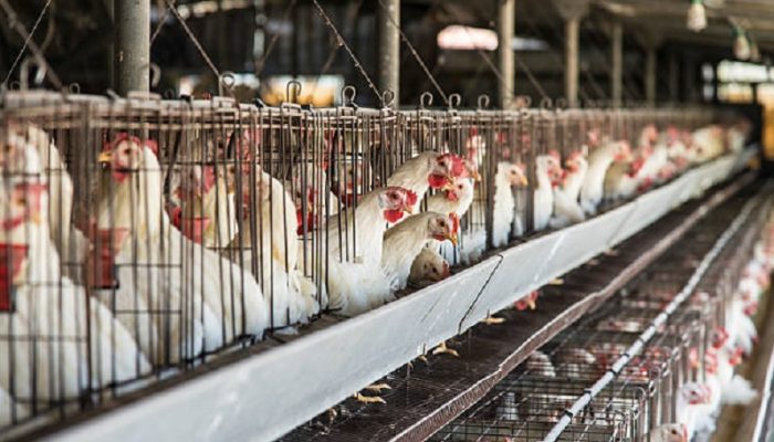 Harga Ayam Anjlok, Peternak di Kota Banjar Terancam Merugi