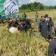 Bupati Purwakarta Om Zein panen raya padi bersama warga di Desa Cisaat, Kecamatan Campaka, Kabupaten Purwakarta, Jawa Barat, Senin (7/4/2025) (Foto: Kesatu.co)