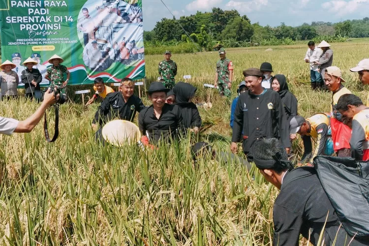 Bupati Purwakarta Om Zein panen raya padi bersama warga di Desa Cisaat, Kecamatan Campaka, Kabupaten Purwakarta, Jawa Barat, Senin (7/4/2025) (Foto: Kesatu.co)