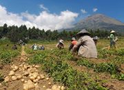 Genjot Produksi Kentang Capai 171 Ribu Ton di 2025, Pasok 60 Persen Kebutuhan Jabar