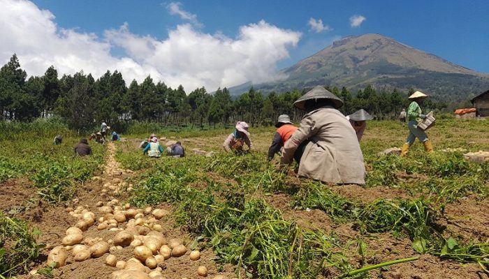Genjot Produksi Kentang Capai 171 Ribu Ton di 2025, Pasok 60 Persen Kebutuhan Jabar