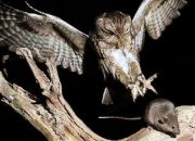 Kendalikan Hama Tikus, 1.000 Burung Hantu Bakal di Lebas di Majalengka