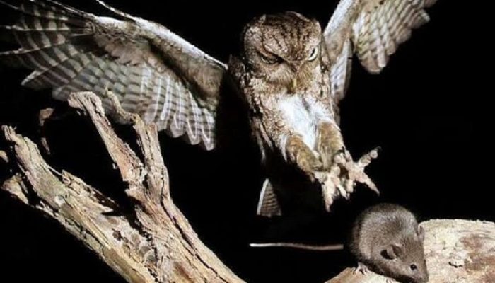 Kendalikan Hama Tikus, 1.000 Burung Hantu Bakal di Lebas di Majalengka