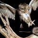 Burung Hantu
