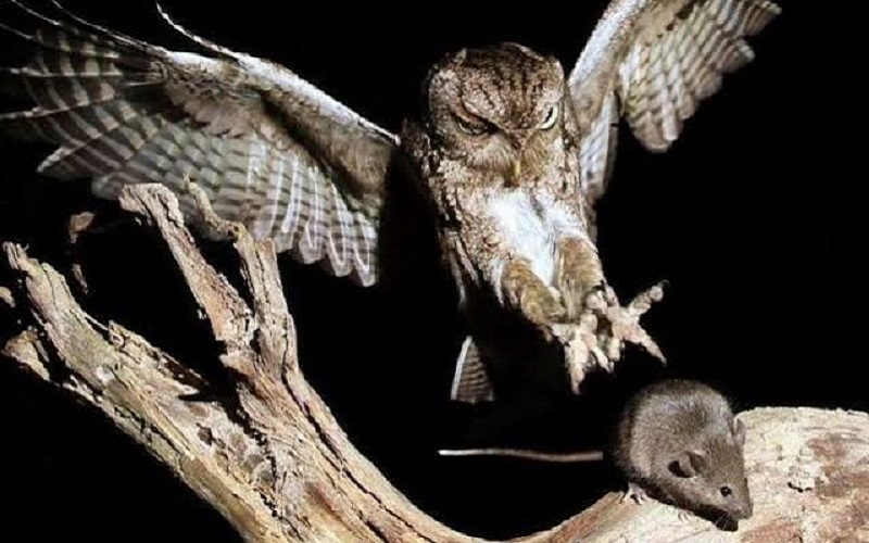 Burung Hantu