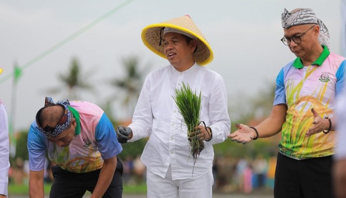 Dedi Mulyadi Tanam Padi di Lahan Sitaan Jaksa Agung, Dukung Swasembada Pangan Nasional