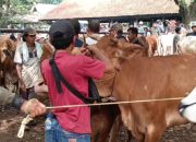 Jelang Idul Adha, Penjualan Sapi di Pasar Ciwareng Purwakarta Naik hingga 75 Persen