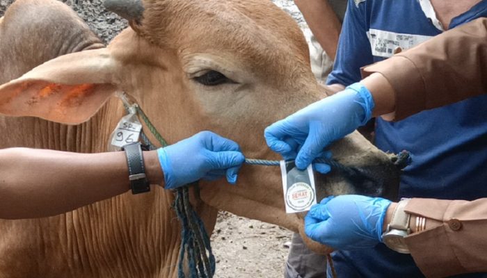 Jelang Idul Adha, Diskanak Purwakarta Perketat Pemeriksaan Hewan Kurban di Pasar Ciwareng