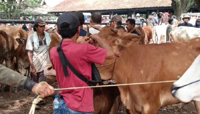 Garut Siapkan Pasar Hewan Digital, Penjualan Domba Bisa Tembus Rp3 Miliar