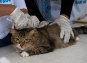 DKPP Kota Bandung Fokus Pengendalian Kucing Liar dan Pemeriksaan Hewan Kurban Menjelang Idul Adha