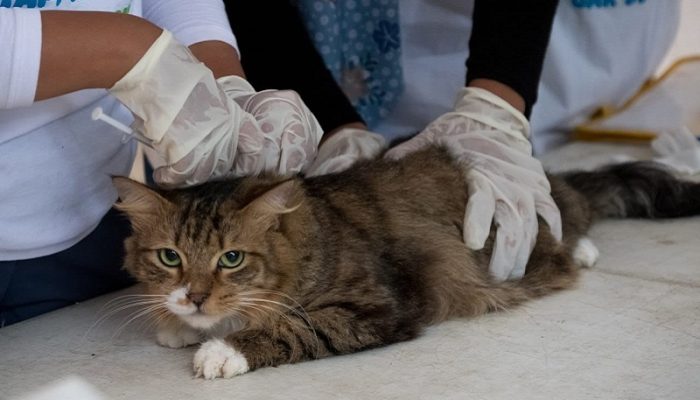DKPP Kota Bandung Fokus Pengendalian Kucing Liar dan Pemeriksaan Hewan Kurban Menjelang Idul Adha