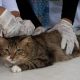Kucing