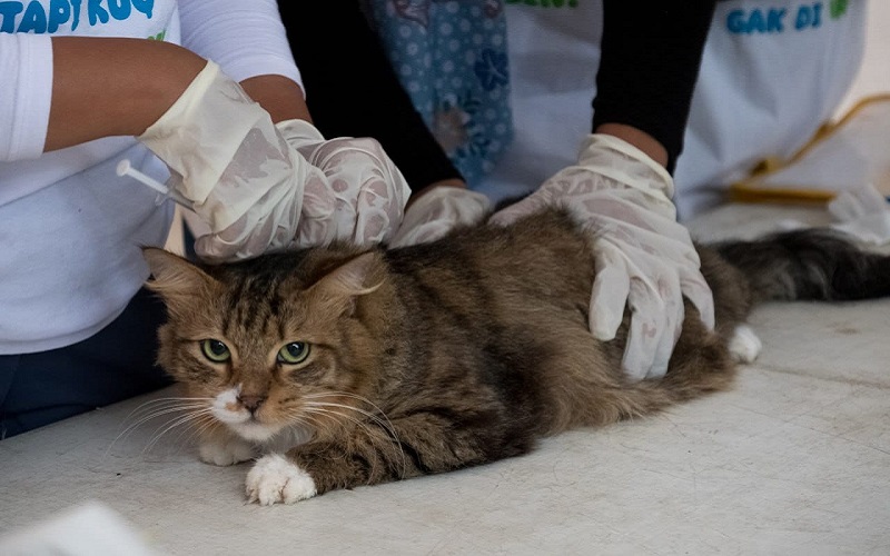 Kucing