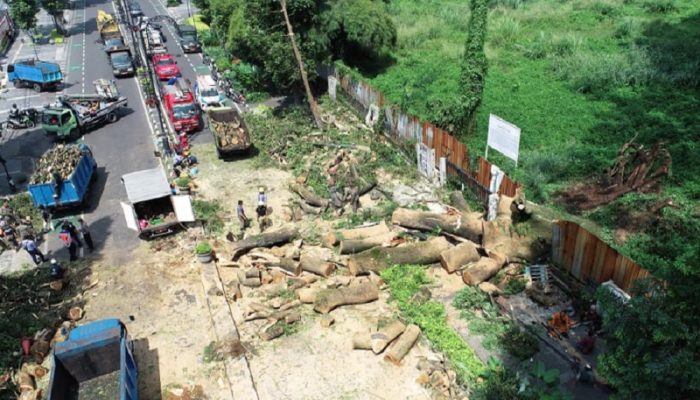 Pemkot Bandung Tangani Pohon Tumbang di Jalan Dago, Tiga Orang Luka-Luka