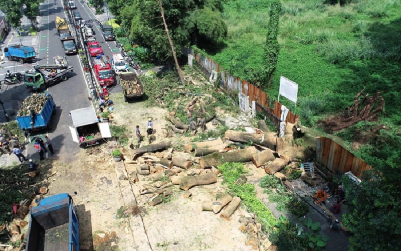 Pohon Tumbang