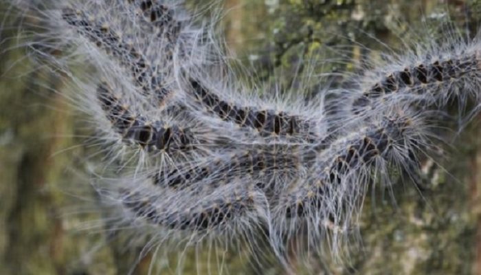Bikin Merinding! Ribuan Ulat Bulu Teror Dusun Pasirhurip Sumedang