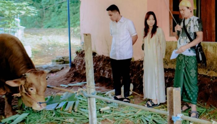 Berbagi Kebahagiaan Idul Adha, PT NGU Salurkan Lima Sapi Kurban