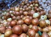 TNI AL Gagalkan Penyelundupan 11,1 Ton Bawang Bombay Ilegal di Ketapang