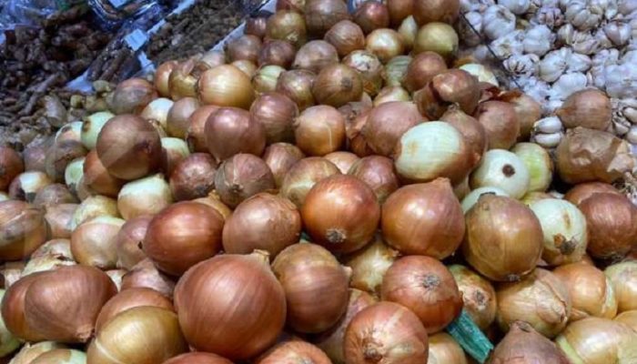 TNI AL Gagalkan Penyelundupan 11,1 Ton Bawang Bombay Ilegal di Ketapang